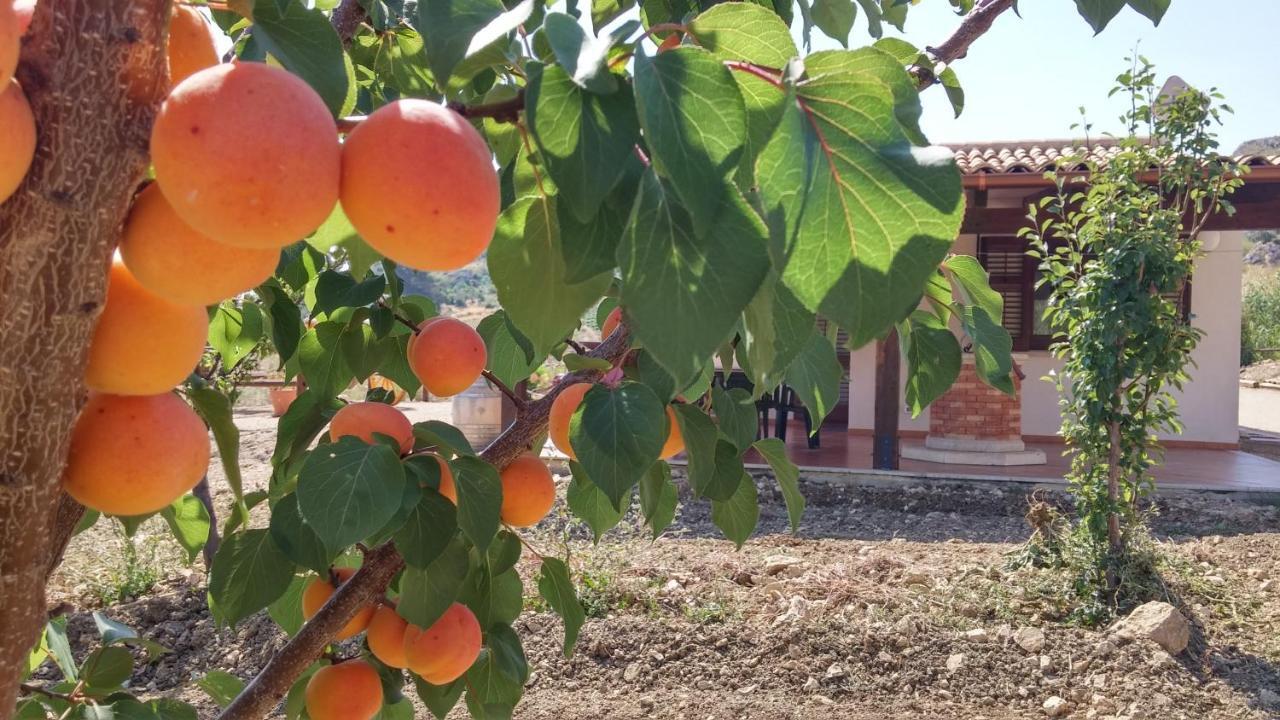 Villa Elena Vicino La Riserva Naturale Dello Zingaro Scopello  Eksteriør billede